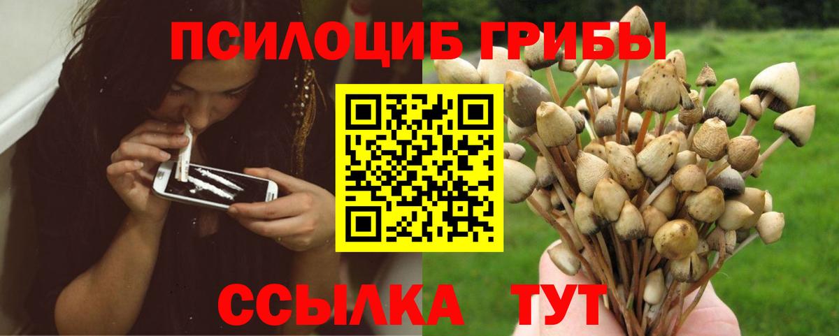 Сокол  Псилоцибиновые грибы GOLDEN TEACHER  Вход с VPN 